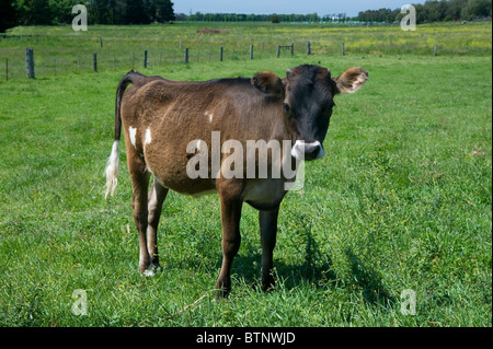 Jersey cow calf   called Tinkerbell Stock Photo