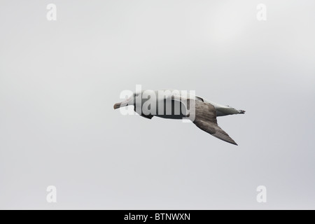 albatross gliding over sea Stock Photo