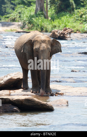 Pinnawela elephant orphanage, Sri lanka Stock Photo