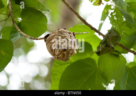 Hornet nest in a tree Stock Photo