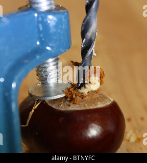 Clamped conker being drilled Stock Photo