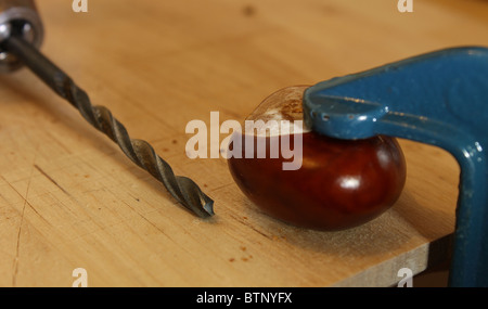 Clamped conker and drill Stock Photo