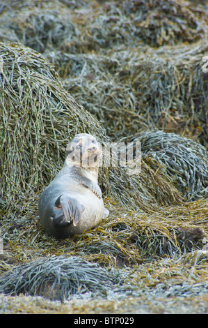 A young common seal  Phoca Vitulina pup. Stock Photo