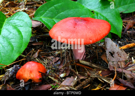 Wild mushroom, Emetic Russula or Rosy Russula:  Bright red cap, white stem, white gills, no skirt veil, 4 inch, no spots on top. Stock Photo
