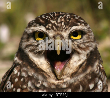 A Burrowing Owl eye to eye. Stock Photo