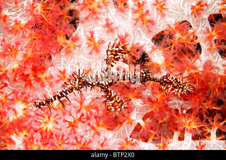 Ornate Ghost Pipefish, also known as a Harlequin Ghost Pipefish, Solenostomus paradoxus swimming in front of red soft corals Stock Photo