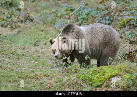 European brown bear - Eurasian brown bear (Ursus arctos arctos) - Walking - Bayerischer Wald NP - Bavaria - Germany