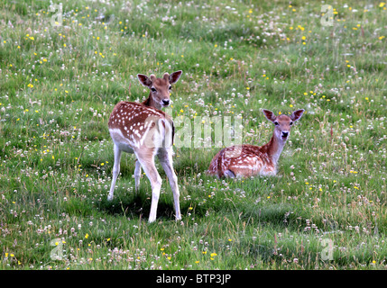 UK Britain Two young Fallow deer in a meadow Stock Photo