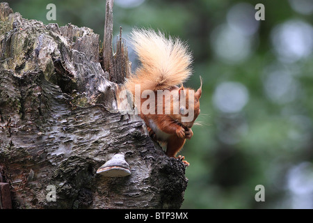 Red Squirrel on silver birch tree Stock Photo