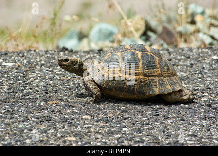 Animal, Pet, Reptile, Calm, Turtle, Tortoise, Objects, Isolated, Animal 