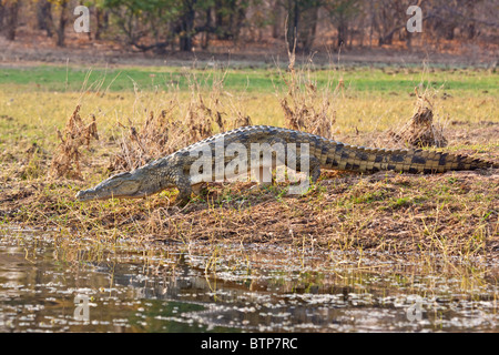 Crocodile walking into water at Kariba Lake in Zimbabwe Stock Photo