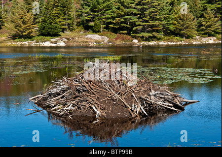 Beaver lodge, Eagle Lake, Acadia NP, Maine, USA Stock Photo