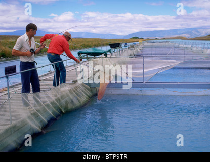 New Zealand South Island Benmore salmon farm Stock Photo