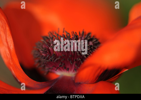 A single red oriental poppy flowerhead Stock Photo