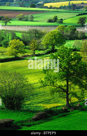 Farmland in Spring near Hinton St. George, Somerset, UK May 2010 Stock Photo
