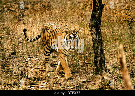 Tiger walking in the forest of Ranthambhore National Park, India Stock Photo