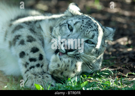 A snow leopard pictured at Twycross Zoo, Leicestershire Stock Photo