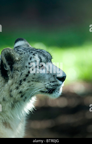 A snow leopard pictured at Twycross Zoo, Leicestershire Stock Photo