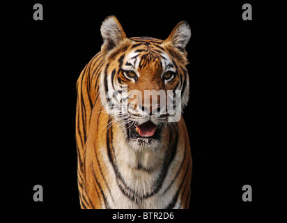 Tiger isolated on black background Stock Photo