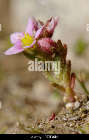 A Hairy Stonecrop growing in the Gran Paradiso National Park Stock Photo
