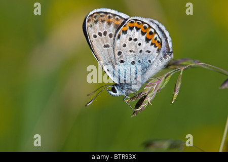 Silver-studded Blue (Plebeius argus) drying its wings just after emergence, balancing on a grass in a meadow. Stock Photo
