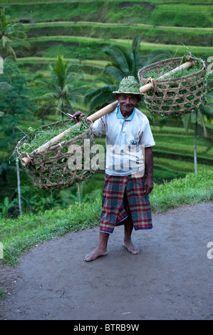 Rice farmer in Bali Indonesia wearing traditional conical wicker hat. Old man characterful face carrying baskets of cut rice Stock Photo