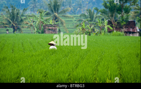 Rice farmer working in a paddy field in Bali Indonesia wearing traditional conical wicker hat Stock Photo