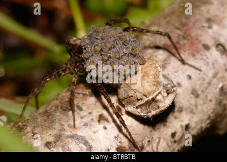 Spotted wolf spider (Pardosa amentata) female carrying on her back a mass of newly-hatched babies, UK Stock Photo