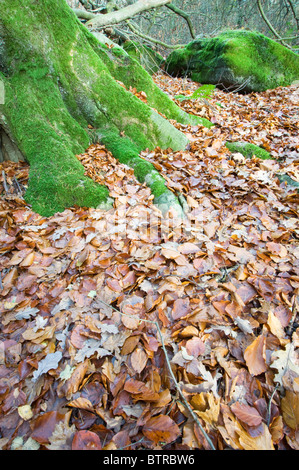 Tree stump with exposed roots covered in moss and autumn leaves in Padley Gorge in the Peak district National Park Derbyshire Stock Photo