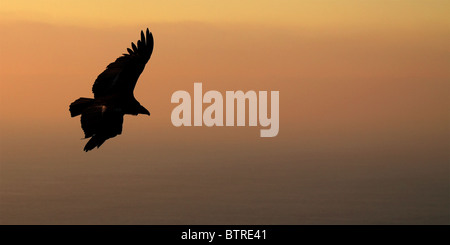 A California Condor silhouetted flying out of the darkness of dawn. Stock Photo