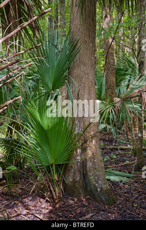 Silver River State Park Ocala Florida nature trail Stock Photo