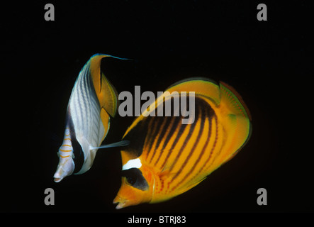 Striped Butterflyfish (Chaetodon fasciatus) and Threadfin Butterflyfish (Chaetodon auriga). Sinai Peninsula - Red Sea Stock Photo