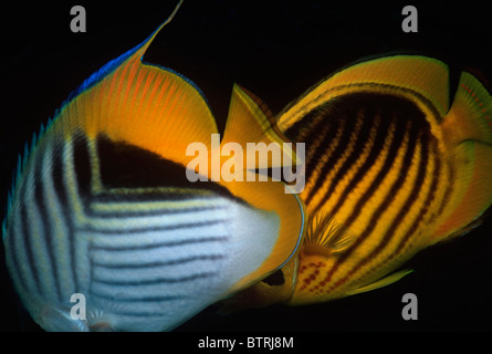 Striped Butterflyfish (Chaetodon fasciatus) and Threadfin Butterflyfish (Chaetodon auriga). Sinai Peninsula - Red Sea Stock Photo