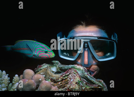 Klunzinger's Wrasse (Thalassoma klunzingeri). Sinai Peninsula - Red Sea Stock Photo