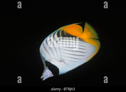 Threadfin Butterflyfish (Chaetodon auriga). Sinai Peninsula - Red Sea Stock Photo