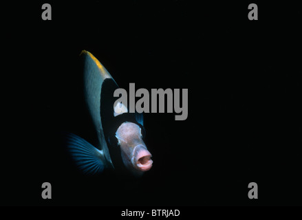 Threadfin Butterflyfish (Chaetodon auriga). Sinai Peninsula - Red Sea Stock Photo