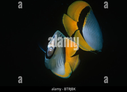 Threadfin Butterflyfish (Chaetodon auriga). Sinai Peninsula - Red Sea Stock Photo