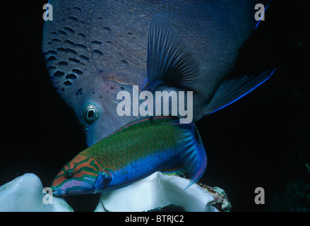 Yellowband Angelfish (Pomacanthus maculosus) and Klunzinger's Wrasse (Thalassoma klunzingeri). Sinai Peninsula - Red Sea Stock Photo