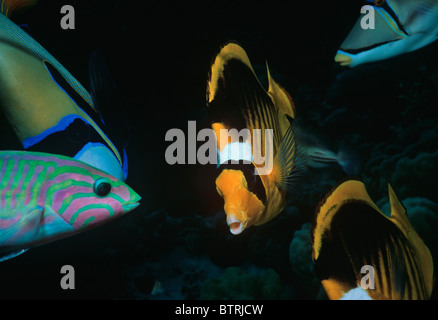 Striped Butterflyfish (Chaetodon Fasciatus) and Klunzinger's Wrasse (Thalassoma klunzingeri). Sinai Peninsula, Red Sea - Egypt Stock Photo