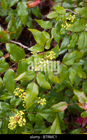 Oregon-grape ( mahonia aquifoliun , berberidaceae ) flowering Stock Photo