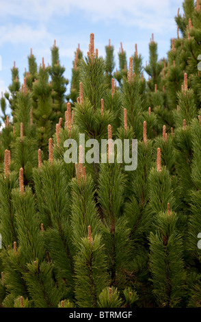 Mountain pine ( pinus mugo , pumilio ) trees Stock Photo