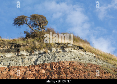 Windswept tree and grass set against blue sky, wispy clouds, at the top of eroded red and white cliffs on the River Severn Stock Photo