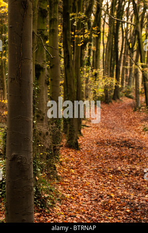 Deciduous woodland in the autumn Stock Photo