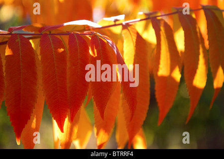 Colorful sumac leaves in autumn. Stock Photo