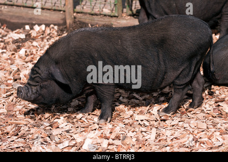 Black Vietnamese Potbelly Pig on the farm. Stock Photo