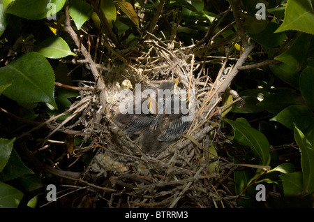 mockingbird nest northern eggs polyglottos mimus two alamy chicks three young very