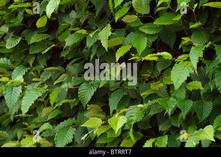 Carpinus betulus Hornbeam leaves Stock Photo