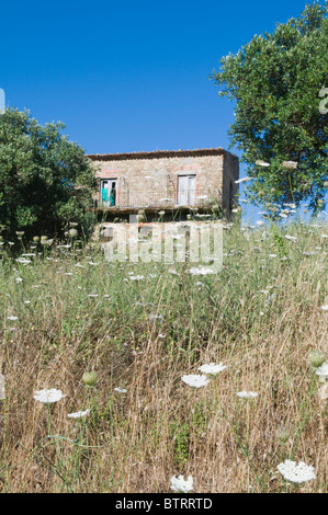 House with olive trees in Italian countryside Stock Photo