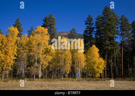 Aspen trees in the Oregon Cascade Mountains near Sisters, Oregon. Stock Photo