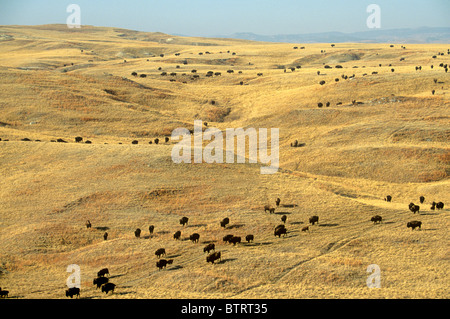 Bison herd roams prairie on the Triple 7 Ranch with Black Hills in far distance, South Dakota, USA Stock Photo